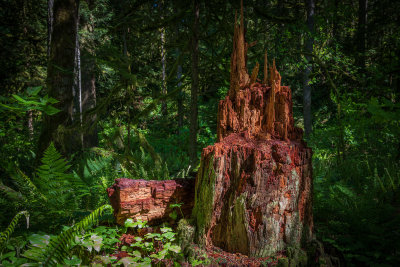 Decaying Stump, Olallie State Park, Washington