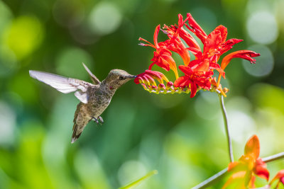 Annas hummingbird sampling the backyard Crocosmia