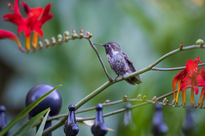 Male Anna's Hummingbird 6