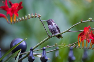 Male Anna's Hummingbird 5