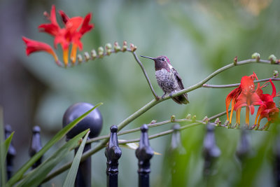 Male Anna's Hummingbird 4