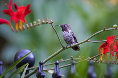 Male Anna's Hummingbird 3
