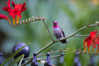 Male Anna's Hummingbird 2