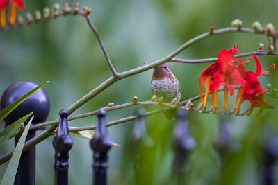 Male Anna's Hummingbird 1