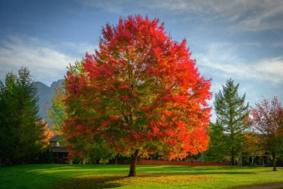 Tree with Red & Green Leaves, North Bend, Washington