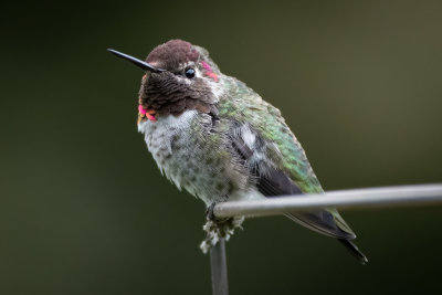 Hummingbird 834