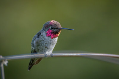 Hummingbird 525