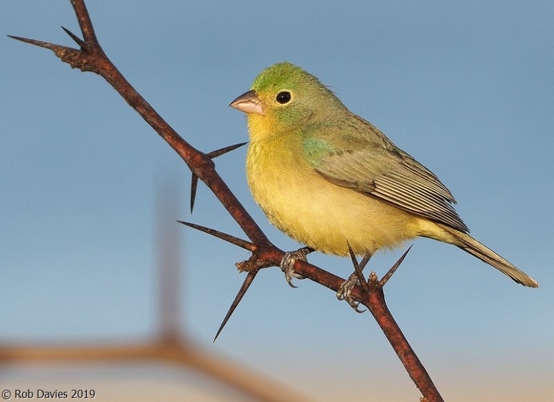 Orange-breasted Bunting