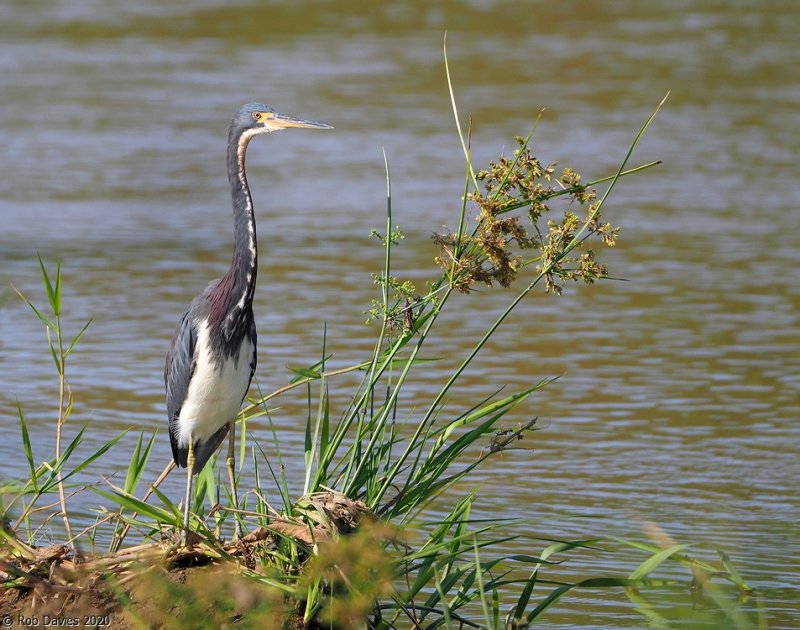 Tr-colored Heron