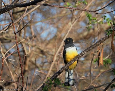 Citreoline Trogon