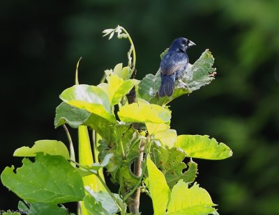 Blue Bunting