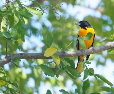 Baltimore Oriole