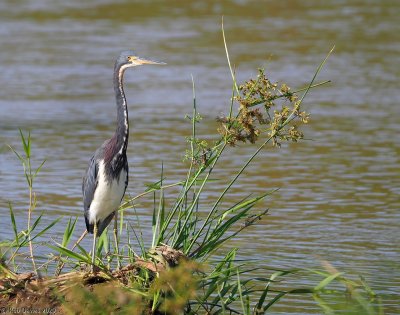 Tr-colored Heron