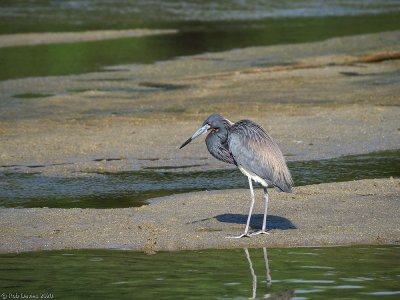 Tri-colored Heron