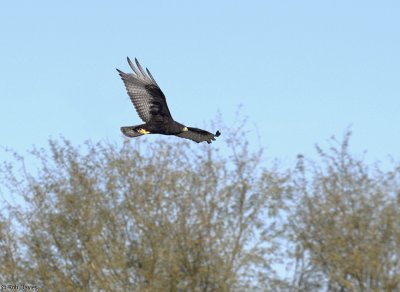 Zone-tailed Hawk