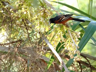 Orchard Oriole