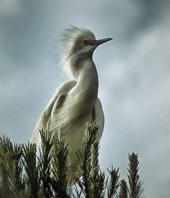 Snowy Egret