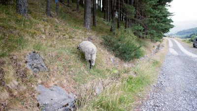 sheep helvellyn.jpg