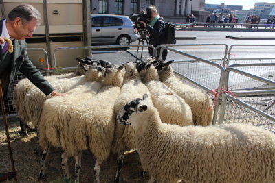 they herd sheep over London Bridge