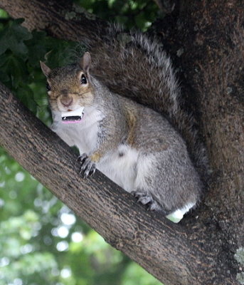 sweet toothed  squirrel