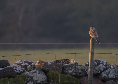 Aftonfalk [Red-footed Falcon] IMGL3264.jpg