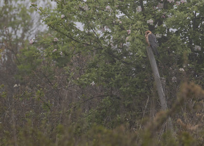 Aftonfalk [Red-footed Falcon] IMGL8223.jpg