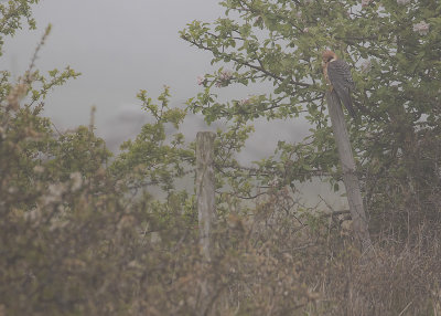 Aftonfalk [Red-footed Falcon] IMGL8325.jpg