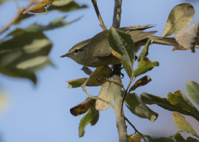 Bergtajgasngare [Hume's Leaf Warbler] IMGL4117btj.jpg