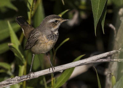 Blhake [Bluethroat] IMGL1907.jpg