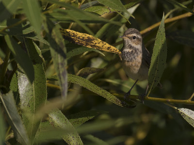 Blhake [Bluethroat] IMGL1923.jpg