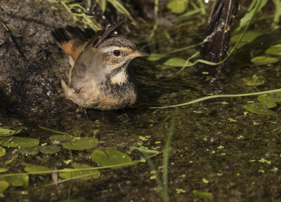Blhake [Bluethroat] IMGL1950.jpg