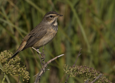 Blhake [Bluethroat] IMGL2056.jpg
