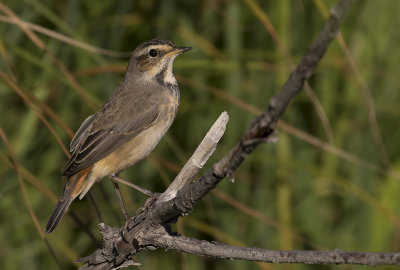 Blhake [Bluethroat] IMGL2080.jpg