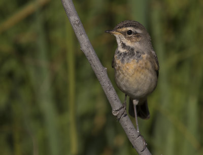 Blhake [Bluethroat] IMGL2090.jpg
