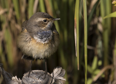 Blhake [Bluethroat] IMGL2129.jpg