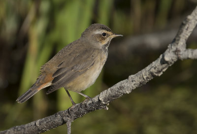 Blhake [Bluethroat] IMGL2170.jpg