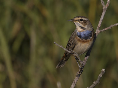 Blhake [Bluethroat] IMGL2182.jpg