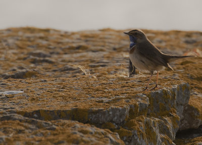 Blhake [Bluethroat] IMGL6921.jpg
