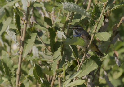 Blhake [Bluethroat] IMGL1862.jpg