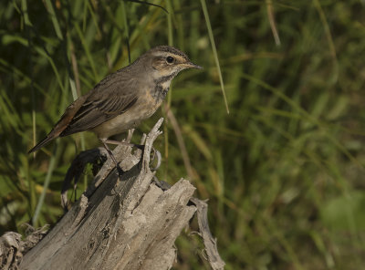 Blhake [Bluethroat] IMGL1889.jpg