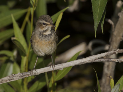 Blhake [Bluethroat] IMGL1903.jpg