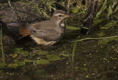 Blhake [Bluethroat] IMGL1978.jpg