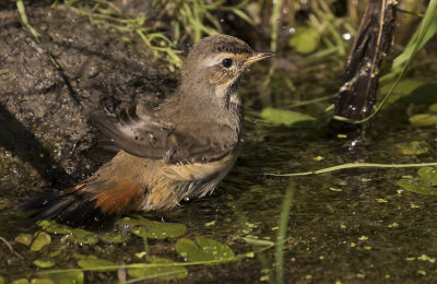 Blhake [Bluethroat] IMGL2006.jpg