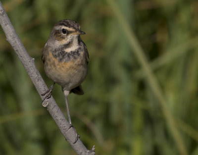 Blhake [Bluethroat] IMGL2094.jpg