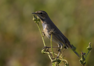 Blhake [Bluethroat] IMGL2104.jpg
