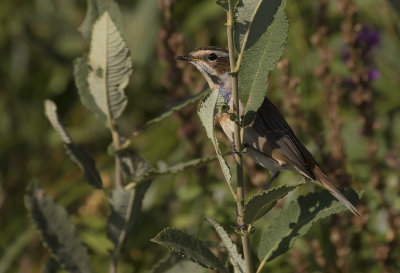 Blhake [Bluethroat] IMGL2163.jpg