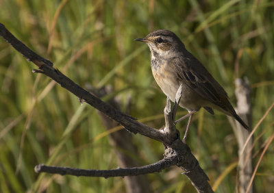 Blhake [Bluethroat] IMGL2181.jpg