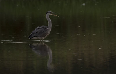 Grhger [Grey Heron] IMGL1758.jpg