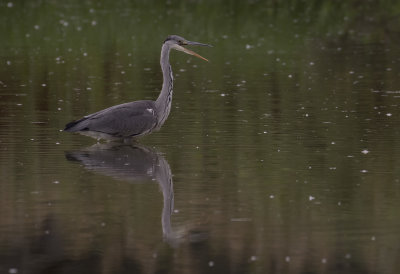 Grhger [Grey Heron] IMGL1641.jpg