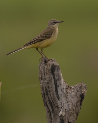 Gulrla [Yellow Wagtail] IMGL1256.jpg